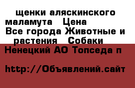 щенки аляскинского маламута › Цена ­ 20 000 - Все города Животные и растения » Собаки   . Ненецкий АО,Топседа п.